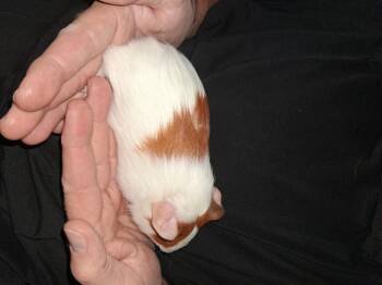 Rescue Guinea Pig Guinea Pigs for Adoption in Utica, Michigan - Turner | PetCurious